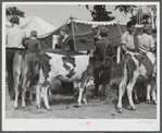 Cattle judging at the Rutland Fair, Vermont.