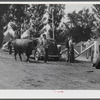Cattle judging at the Rutland Fair, Vermont.