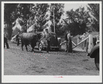Cattle judging at the Rutland Fair, Vermont.