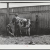 Preparing a Holstein cow for the cattle judging at the Rutland Fair, Vermont.