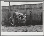 Preparing a Holstein cow for the cattle judging at the Rutland Fair, Vermont.