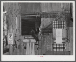 One of the entrants in the sulky races in her stable at the Rutland Fair, Vermont.