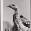 Turkey on a farm near Enosburg Falls, Vermont.