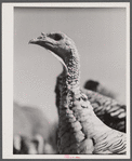 Turkey on a farm near Enosburg Falls, Vermont.
