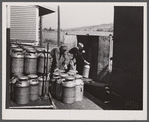 Loading milk cans into a truck at the United Farmers' Co-op Creamery at East Berkshire, Vermont.