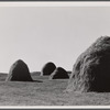 Hay stacks in a field near Essex Junction, Vermont.
