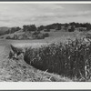 Harvesting corn on a farm near Hinesburg, Vermont.