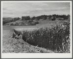 Harvesting corn on a farm near Hinesburg, Vermont.