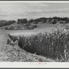 Harvesting corn on a farm near Hinesburg, Vermont.
