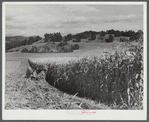 Harvesting corn on a farm near Hinesburg, Vermont.