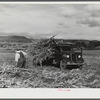 Loading corn on a farm near Hinesburg, Vermont.