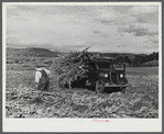 Loading corn on a farm near Hinesburg, Vermont.