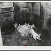 A litter of pigs on a farm near Burlington, Vermont.