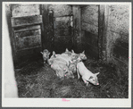 A litter of pigs on a farm near Burlington, Vermont.
