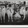 William Gaynor, FSA (Farm Security Administration) dairy farmer, adjusting the milking machine on their farm near Fairfield, Vermont.
