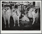 William Gaynor, FSA (Farm Security Administration) dairy farmer, adjusting the milking machine on their farm near Fairfield, Vermont.
