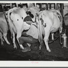 William Gaynor milking one of his cows on his farm near Fairfield, Vermont.