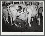 William Gaynor milking one of his cows on his farm near Fairfield, Vermont.