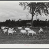 Cows belonging to William Gaynor, FSA (Farm Security Administration) dairy farmer near Fairfield, Vermont.