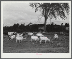 Cows belonging to William Gaynor, FSA (Farm Security Administration) dairy farmer near Fairfield, Vermont.