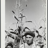 William Gaynor, FSA (Farm Security Administration) dairy farmer, in his cornfield near Fairfield, Vermont.