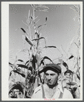 William Gaynor, FSA (Farm Security Administration) dairy farmer, in his cornfield near Fairfield, Vermont.