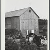 Getting the cows into the barn to be milked, on the farm of William Gaynor, FSA (Farm Security Administration) dairy farmer near Fairfield, Vermont.