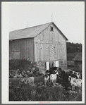 Getting the cows into the barn to be milked, on the farm of William Gaynor, FSA (Farm Security Administration) dairy farmer near Fairfield, Vermont.