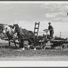 Mr. William Gaynor and some of the children taking the wagon out to gather corn for the cows on their farm near Fairfield, Vermont.