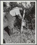 Mr. William Gaynor connecting the electric fence on his farm near Fairfield, Vermont