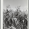 Mr. Gaynor cutting corn on his farm near Fairfield, Vermont.