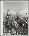 Mr. Gaynor cutting corn on his farm near Fairfield, Vermont.