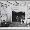 Driving the cows into the barn to be milked on the Gaynor farm near Fairfield, Vermont.