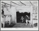Driving the cows into the barn to be milked on the Gaynor farm near Fairfield, Vermont.