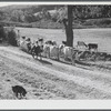 Driving the cows into the pasture on the Gaynor farm near Fairfield, Vermont.