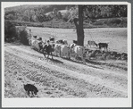 Driving the cows into the pasture on the Gaynor farm near Fairfield, Vermont.