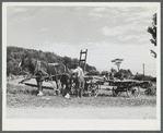 Hitching up the horses to gather corn to feed the cows on the farm of Mr. William Gaynor, FSA (Farm Security Administration) dairy farmer near Fairfield, Vermont.