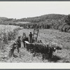 Gathering corn to feed the cows on the farm of William Gaynor, FSA (Farm Security Administration) dairy farmer near Fairfield, Vermont.