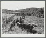 Gathering corn to feed the cows on the farm of William Gaynor, FSA (Farm Security Administration) dairy farmer near Fairfield, Vermont.