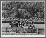 Weight-pulling contest for horses at the World's Fair in Tunbridge, Vermont.