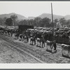 Prize-winning cattle in the parade at the World's Fair at Tunbridge, Vermont.
