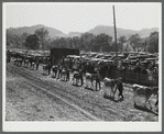 Prize-winning cattle in the parade at the World's Fair at Tunbridge, Vermont.