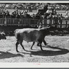 Prize-winning cattle in the parade at the World's Fair at Tunbridge, Vermont.