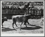 Prize-winning cattle in the parade at the World's Fair at Tunbridge, Vermont.