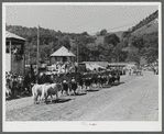 Prize-winning cattle in the parade at the World's Fair at Tunbridge, Vermont.