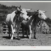 Team oxen at the World's Fair. Tunbridge, Vermont.
