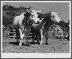 Team oxen at the World's Fair. Tunbridge, Vermont.