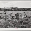 Bethlehem, Saint Croix Island, Virgin Islands (vicinity). Women cultivating sugar cane on land owned by the Virgin Islands Company.