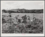 Bethlehem, Saint Croix Island, Virgin Islands (vicinity). Women cultivating sugar cane on land owned by the Virgin Islands Company.