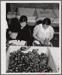 Yauco, Puerto Rico. Sorting and packing tomatoes at the Yauco cooperative tomato growers' association.